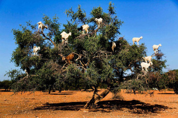 See The Goats On Trees